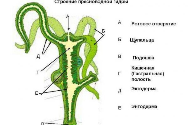 Ссылка в магазин на кракен