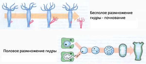 Kraken 15 at сайт